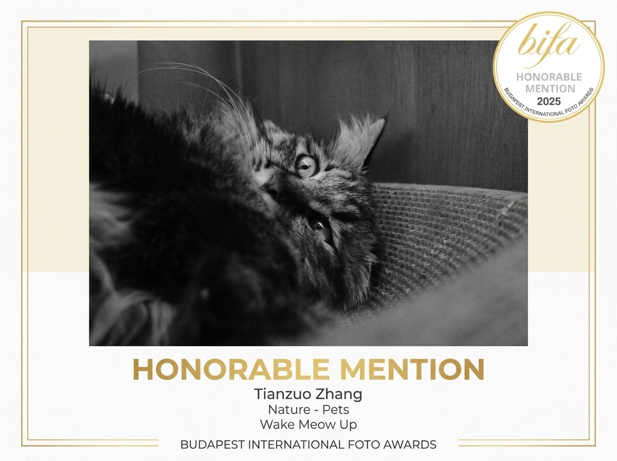BIFA 2025 Honorable Mention cover image