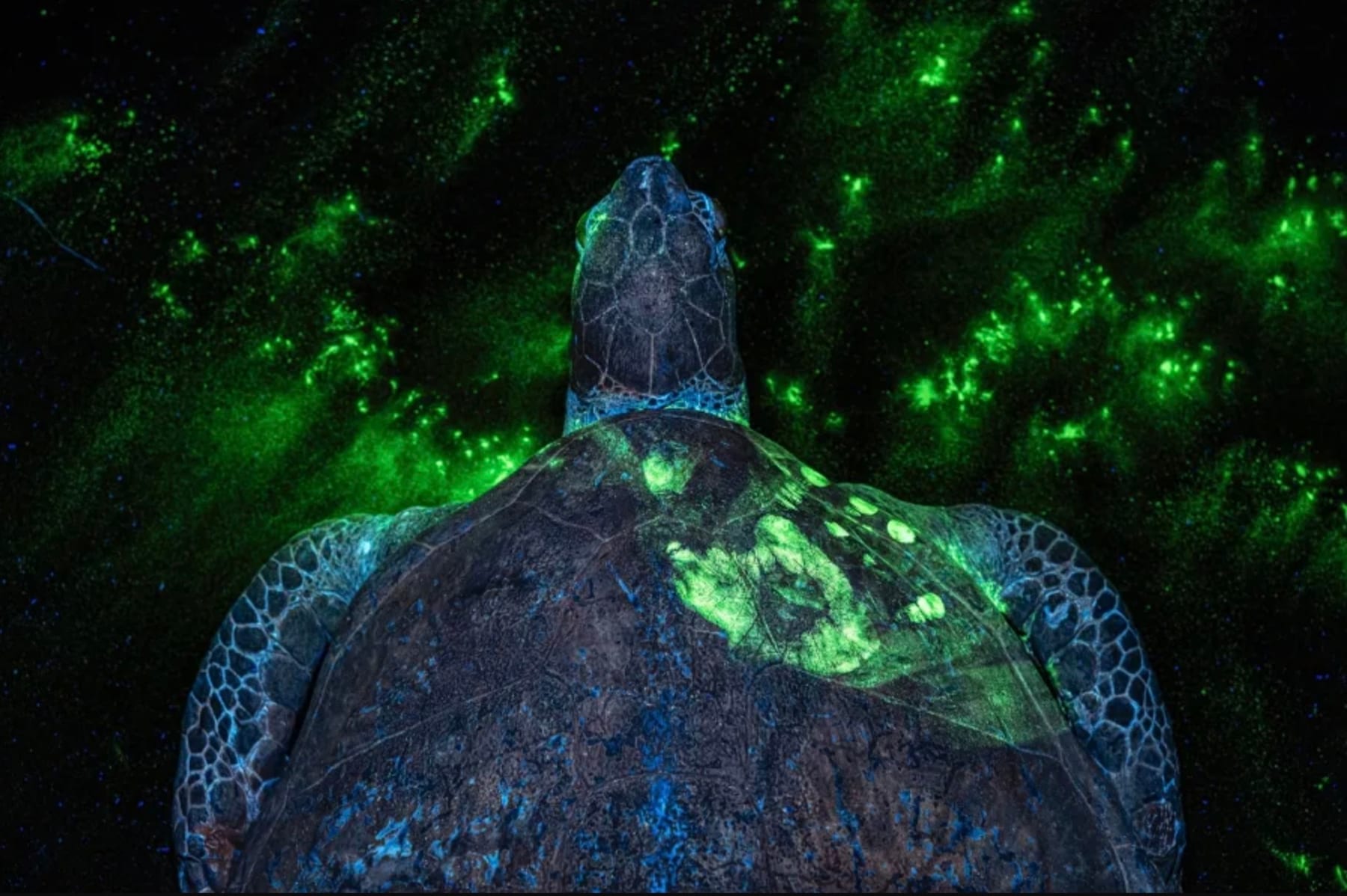 A dead green sea turtle baring a human handprint, revealed by fluorescent powder. Photographer Britta Jaschinski won the Earth Photo 2026 Award for her series documenting the illegal wildlife trade and the forensic experts fighting back. Britta Jaschinski